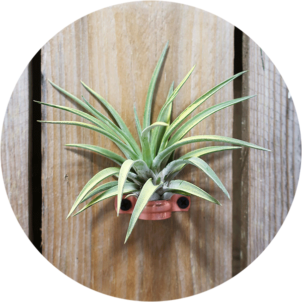 Air Plant on a wood wall